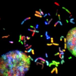 myelofibrosis gene mutation