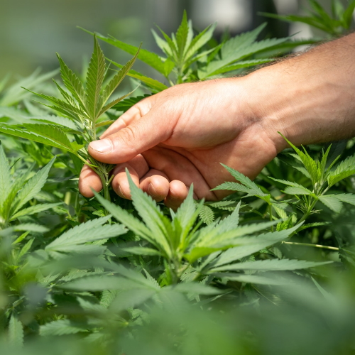cannabis